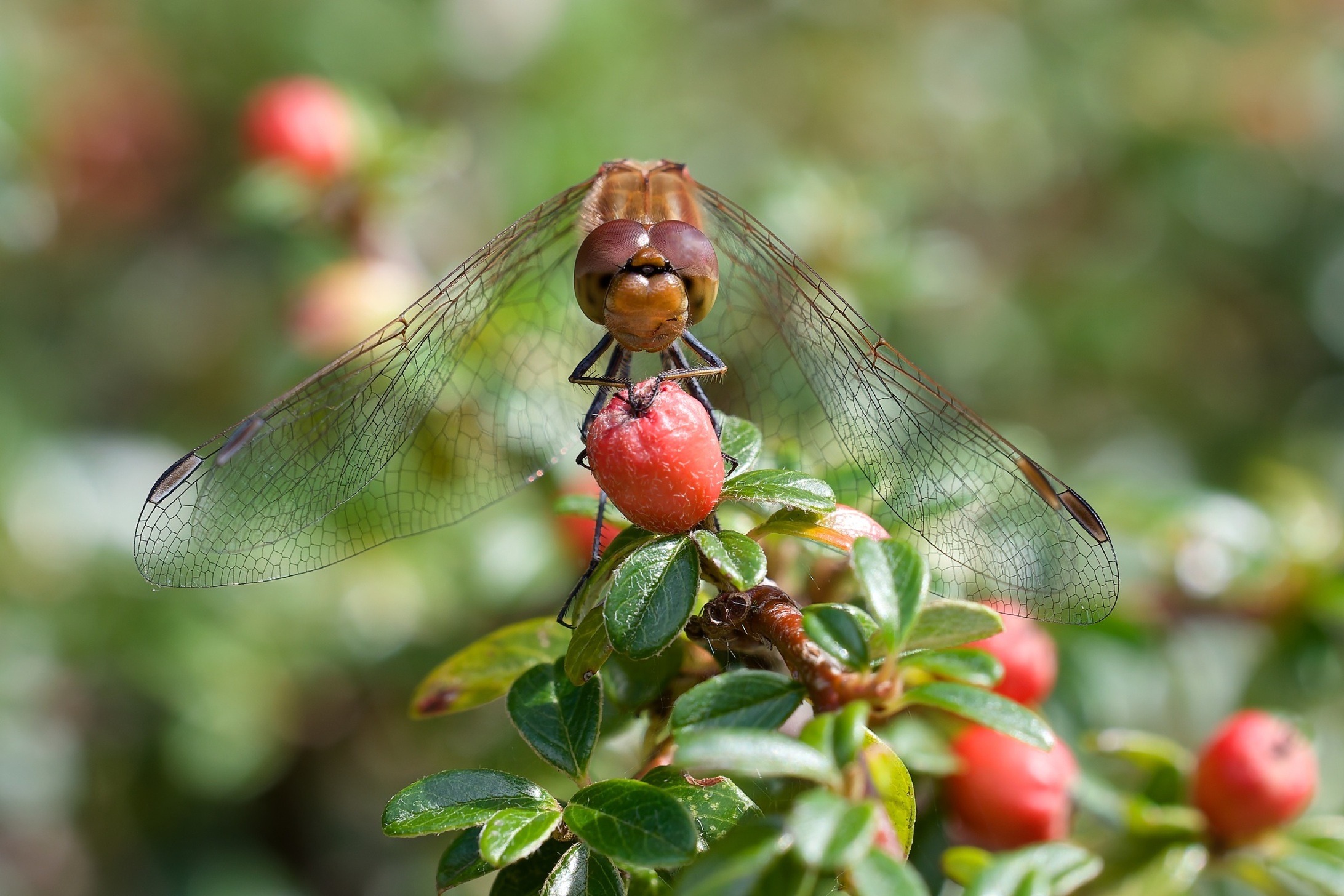 6B2A5742Augen Libelle1.jpg