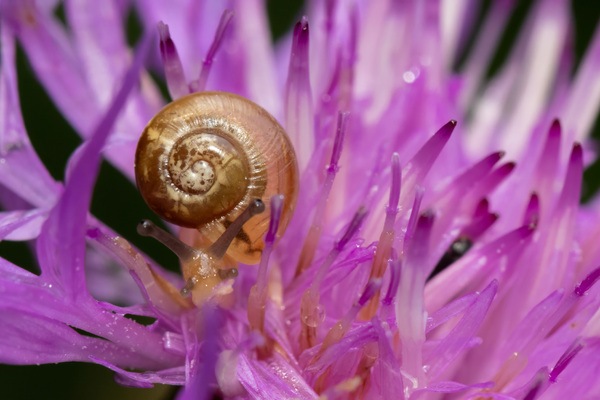 Schnecke auf Flockenblume