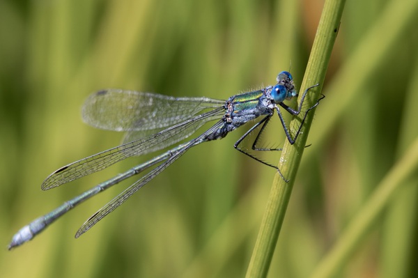 Gemeine Binsenjungfer