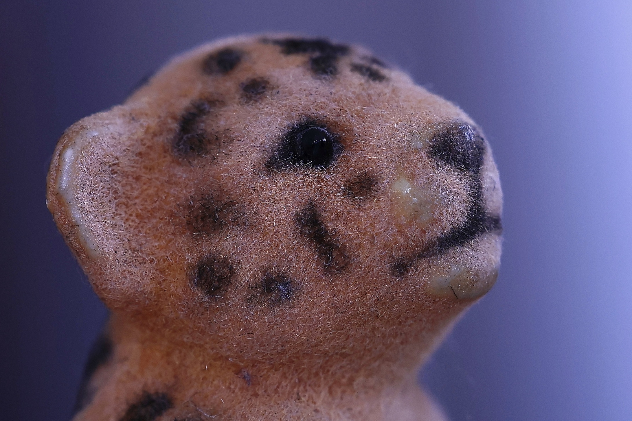 6B2A8088Leo 3.2Leo 3.2.jpg