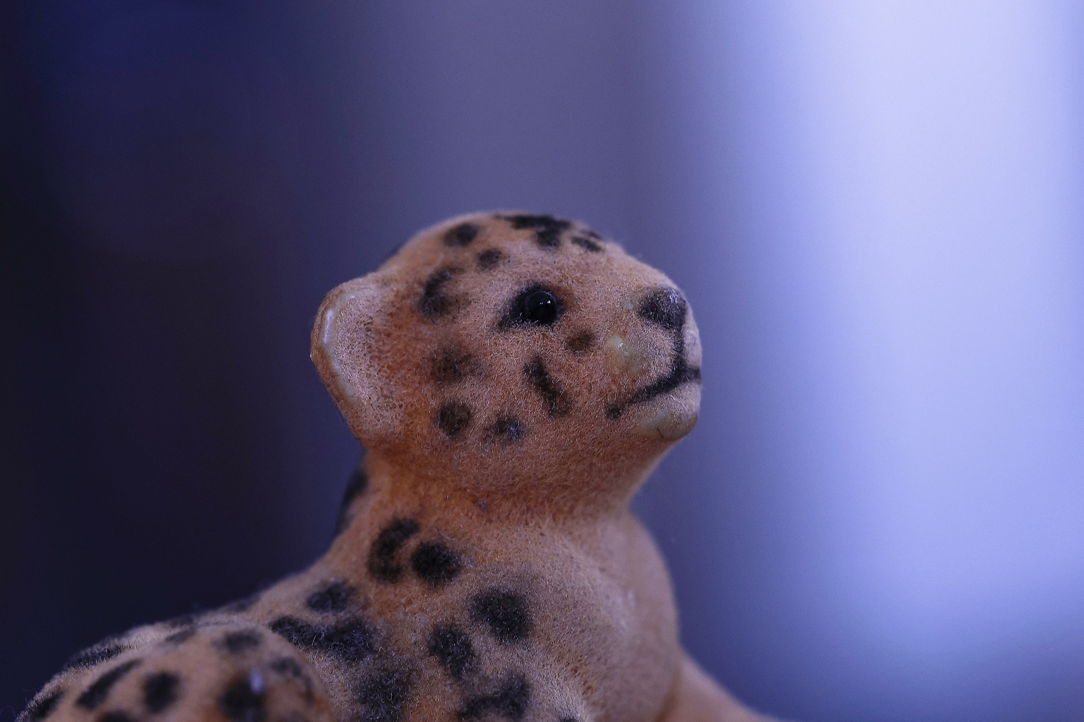 6B2A8090Leo ohne VLeo 0.0.jpg