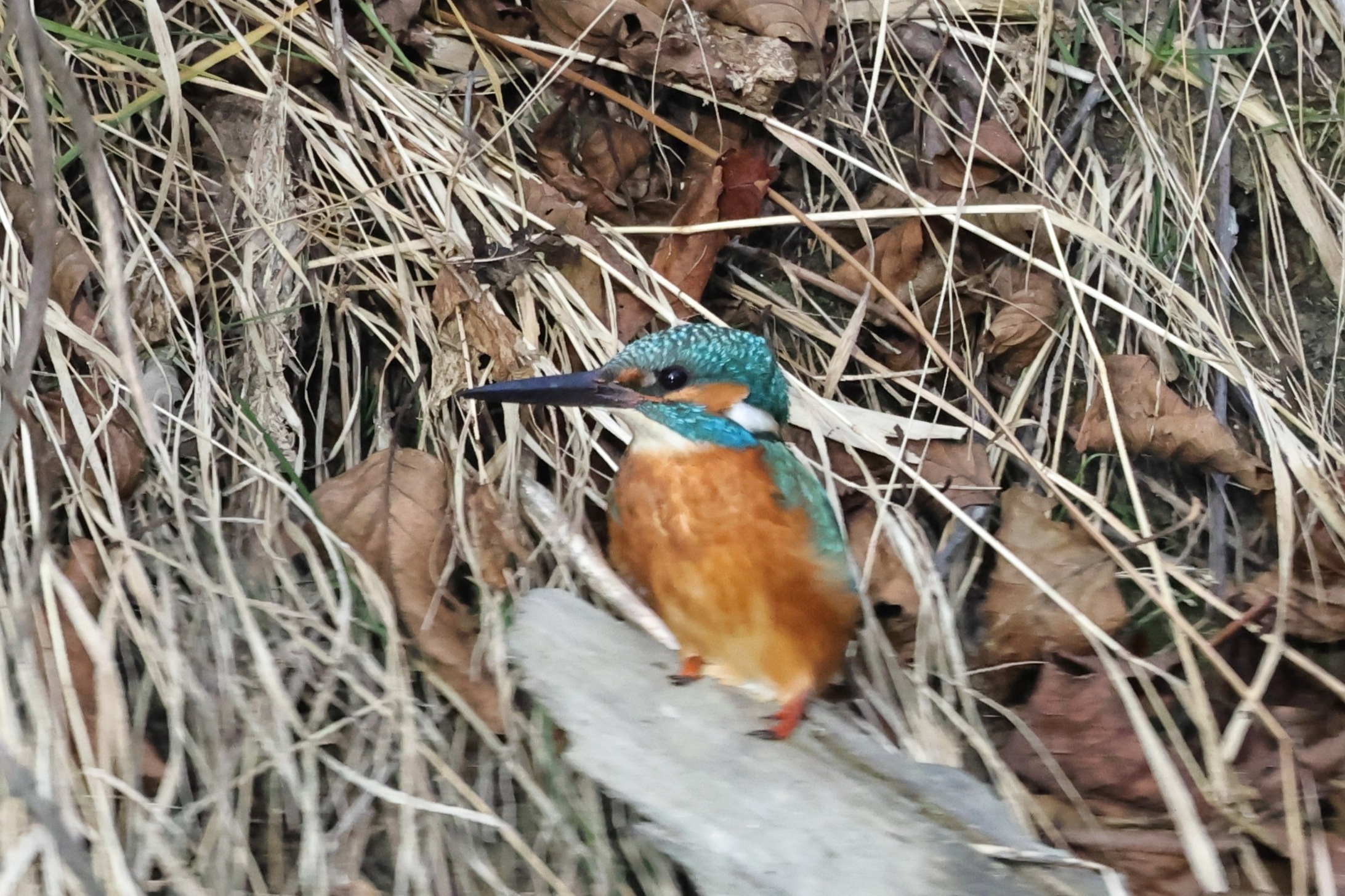 123A7578-Z46 unscharf.JPG